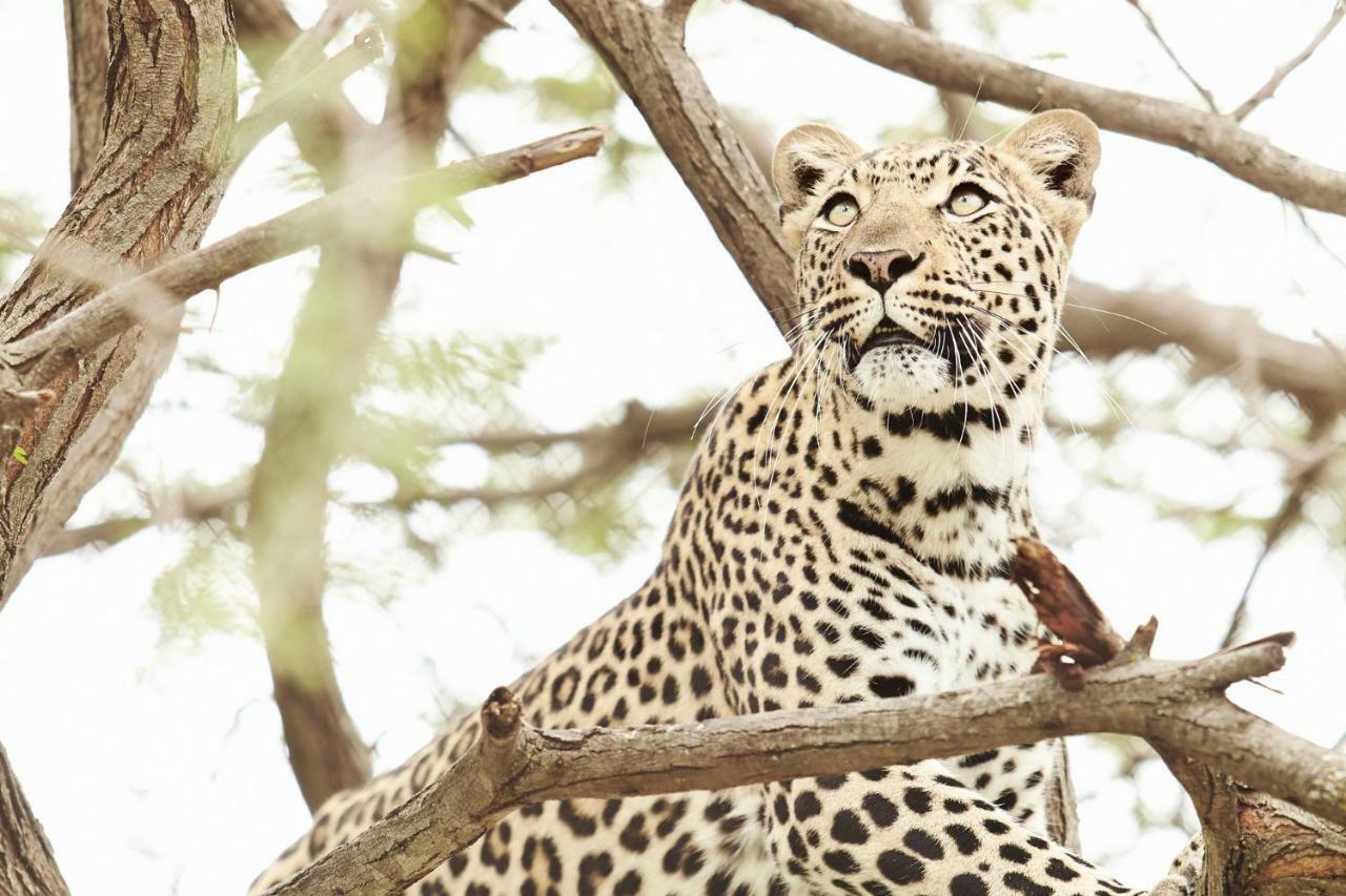 Vuyani River Lodge Hoedspruit Eksteriør billede